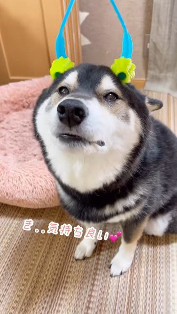 ローラーで頭をマッサージされる犬