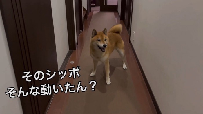 笑顔でしっぽをブンブン♡
