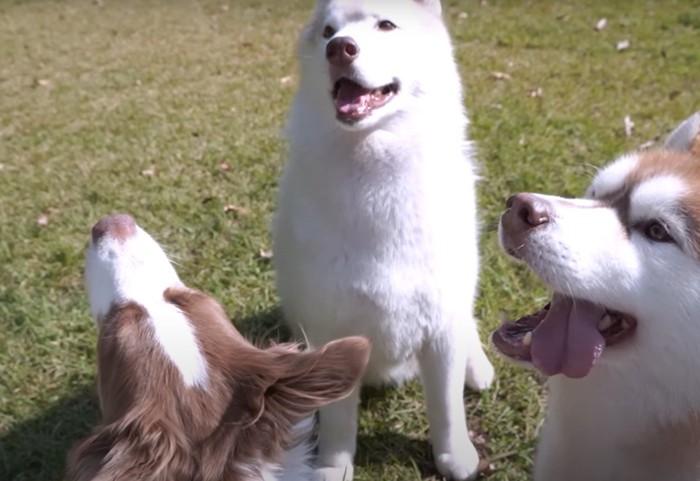 色んな方向を向いて座る犬達