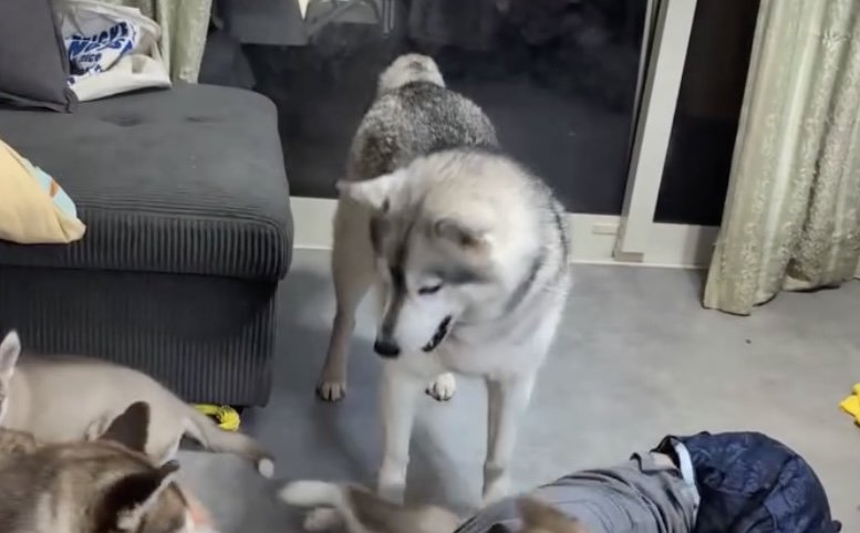 赤ちゃん犬たちの甘え方とは…?
