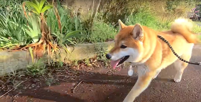 笑顔で歩く柴犬