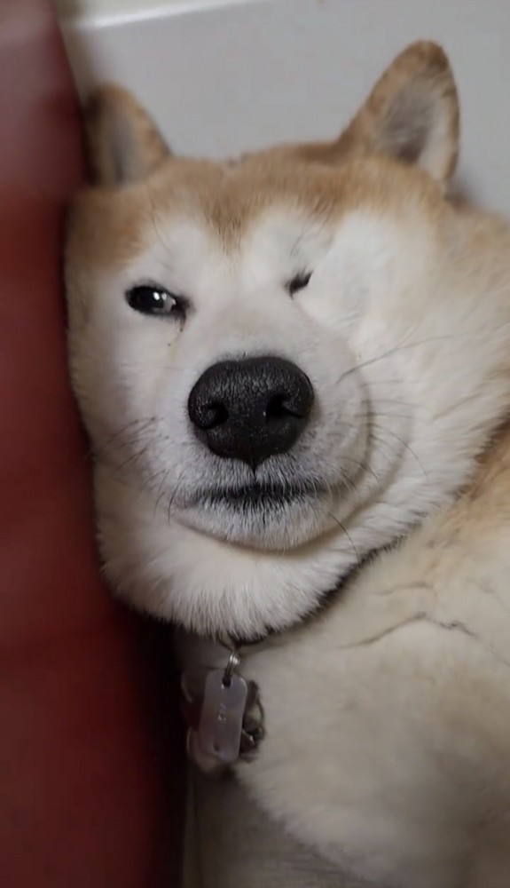 頬が寄った犬