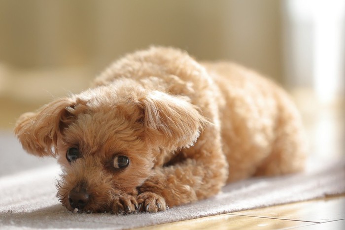 伏せて横目で見ている犬