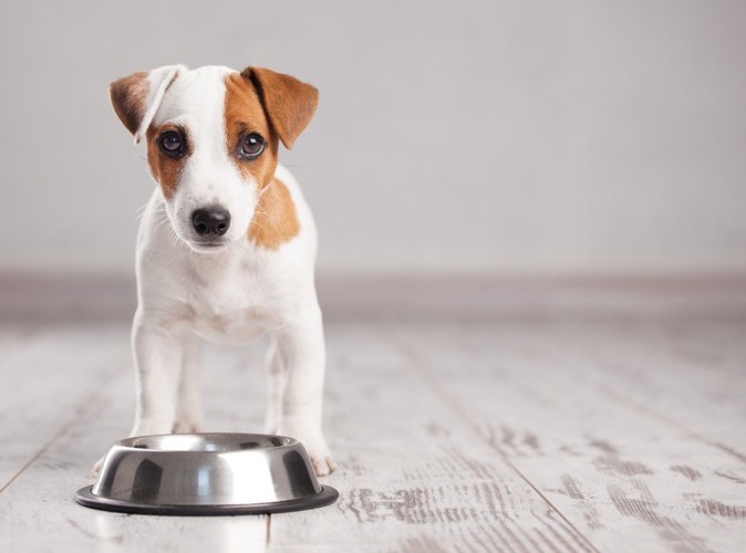 食器の前で悲しそうな顔の犬