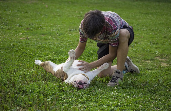 寝転んだ犬のお腹を触る飼い主