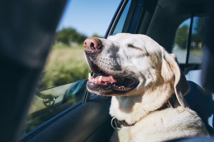 車内で少し暑そうにしている犬