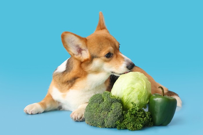 キャベツを舐める犬と野菜