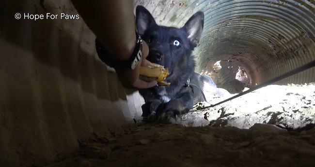 人の手から直接食べ物をもらう犬