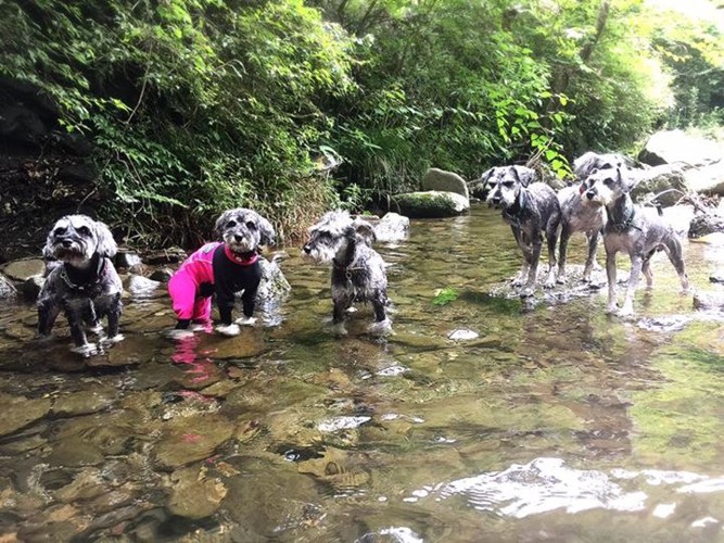 川遊びする犬たち