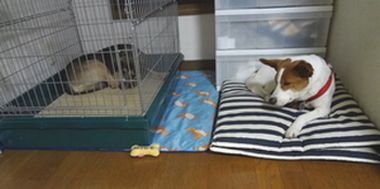 2匹並んで1匹はケージの中の犬達