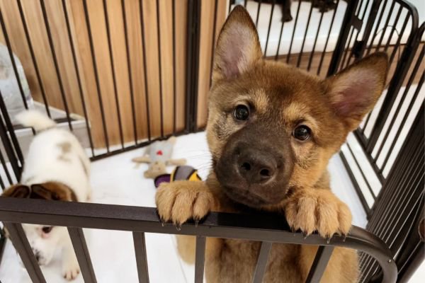 ケージから覗く犬