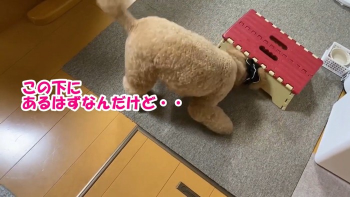 こぼしたご飯を探し始めました