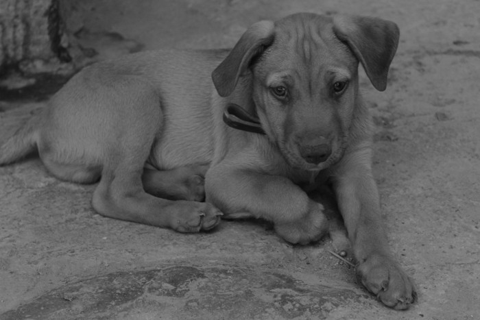 犬のモノクロ写真