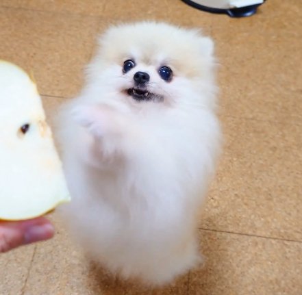 おねだり