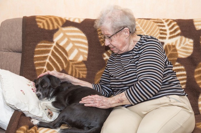 老人と老犬