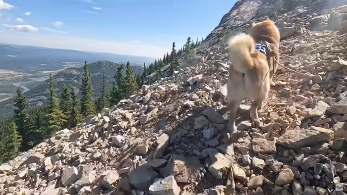 石が転がる道を歩く犬