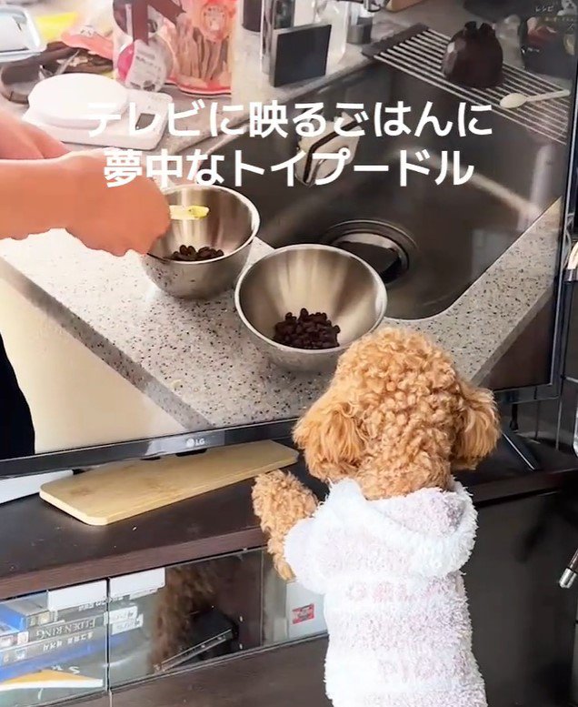 テレビに映るご飯に夢中のおもちちゃん3