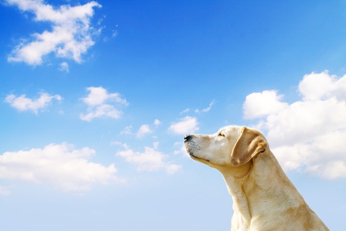 青空と犬