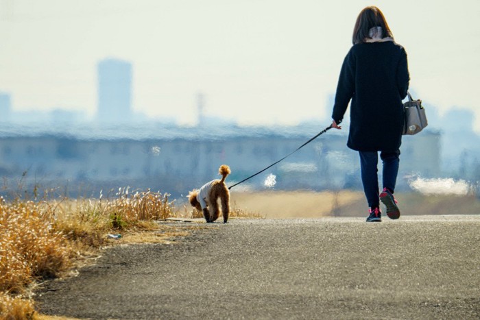 お散歩する犬と人の後ろ姿