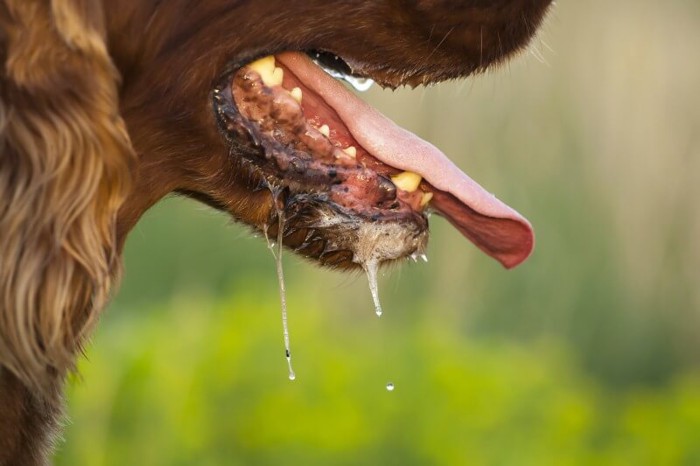 狂犬病の症状が現れた犬