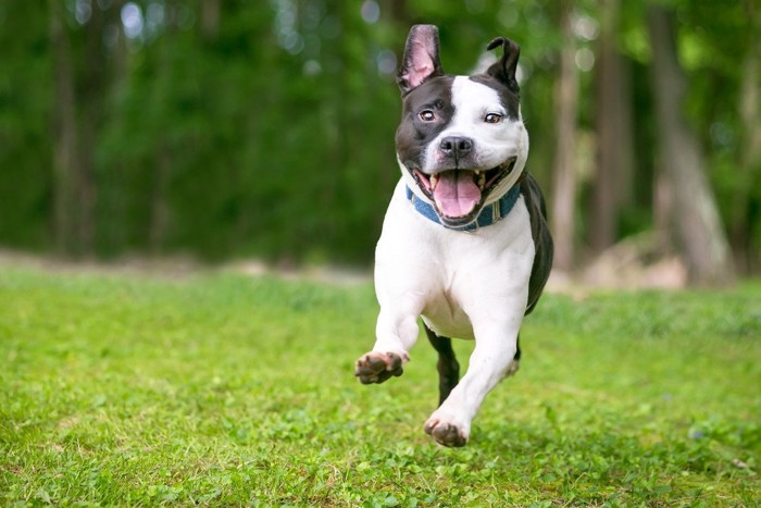 楽しそうに走っている犬