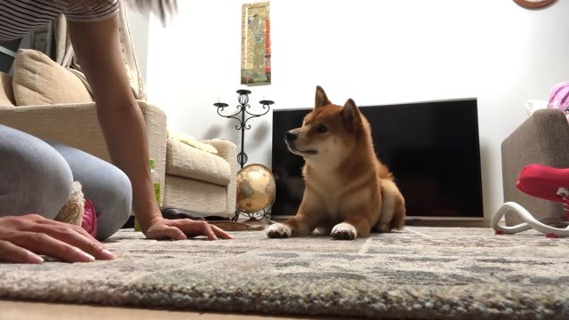 女性の前で伏せる犬