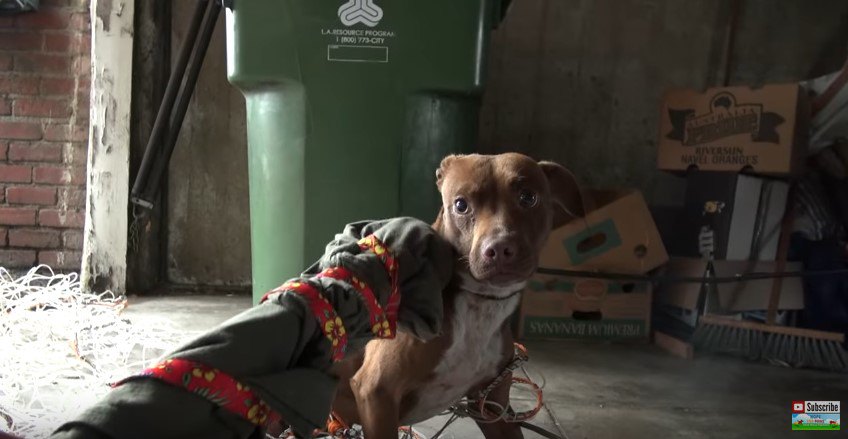 タオルで犬に触れる