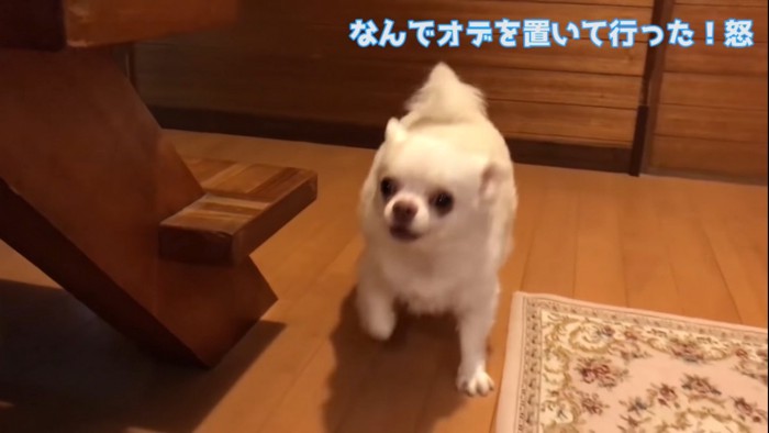 駆け寄る犬