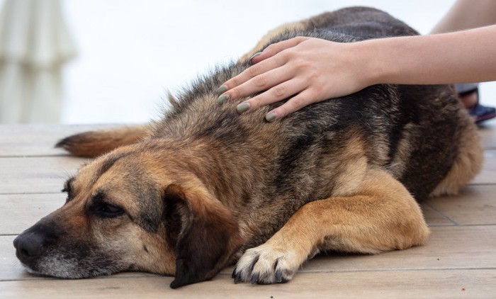 なでられている伏せている犬