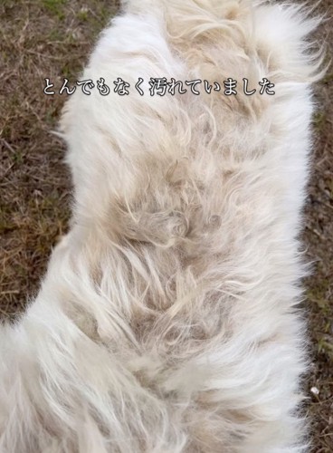 汚れた被毛