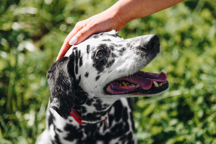 飼い主に頭をなでられている犬