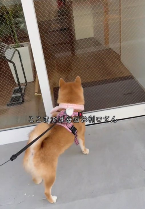 犬の後ろ姿