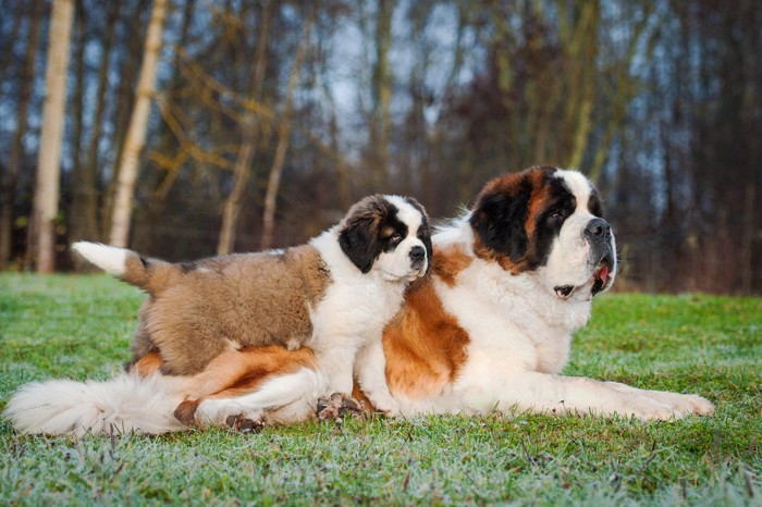 セントバーナード、成犬と子犬