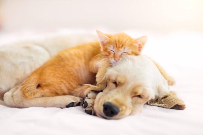 安心して眠る子犬と子猫