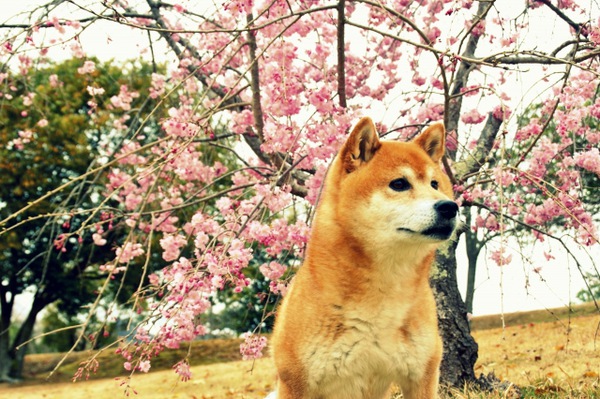 桜と柴犬の写真