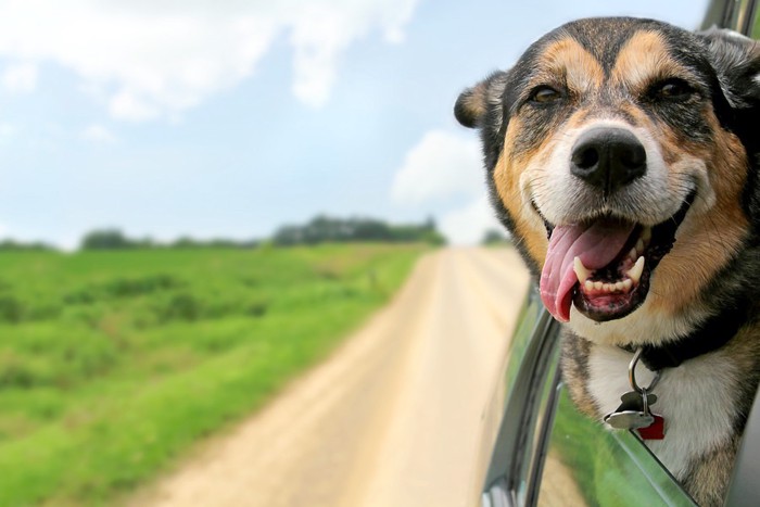 窓から顔を出す犬