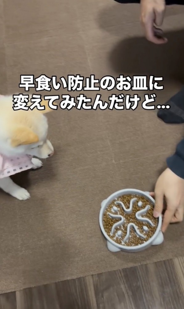 ご飯への熱い視線