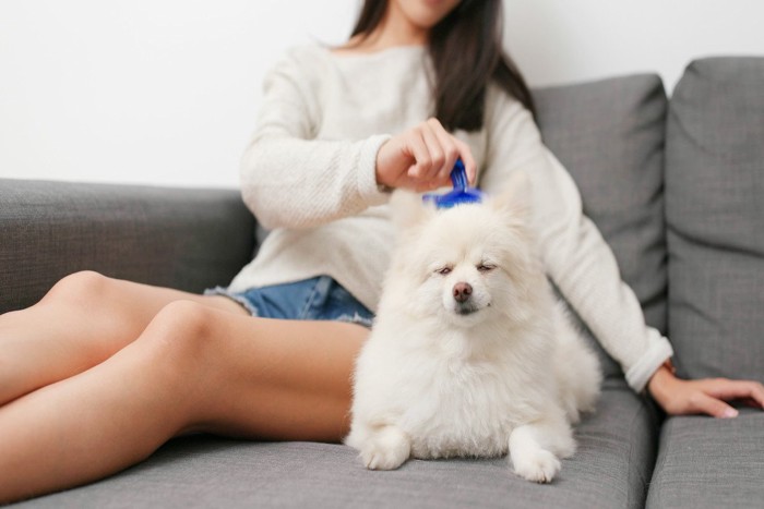 目を閉じて心地よさそうにブラッシングされている犬