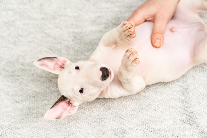 仰向けのブルテリアの子犬