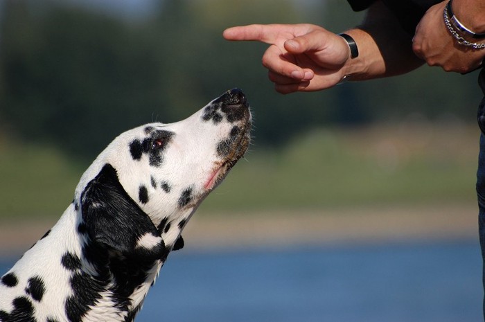 指示を聞いている犬