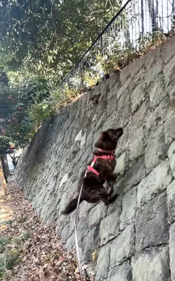 勢いをつけるトシくん