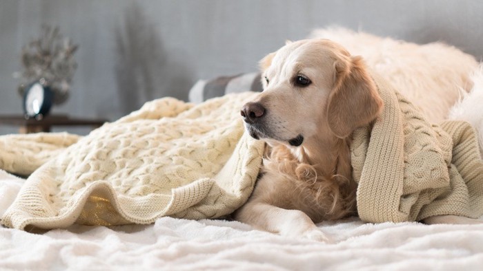 服を被って伏せをする犬