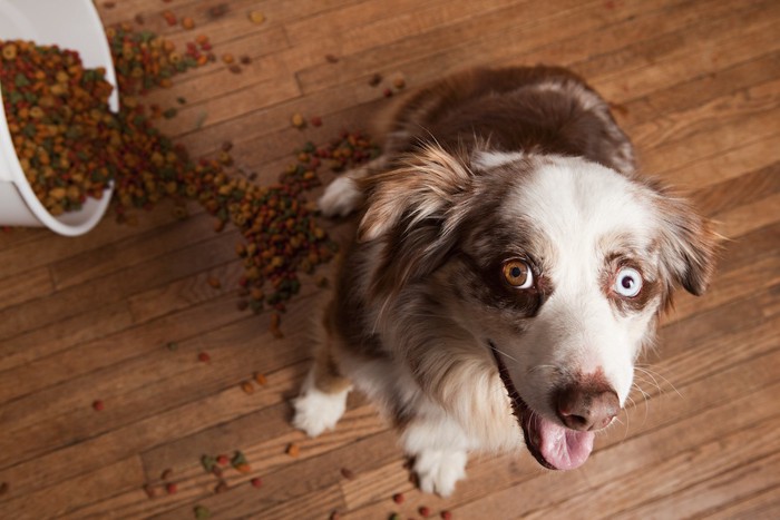 フードを散らかしている犬