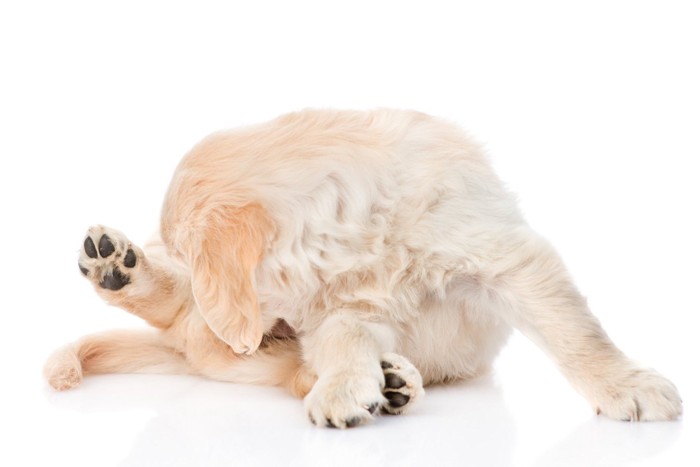 お尻を気にする子犬