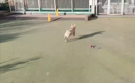 猛ダッシュ