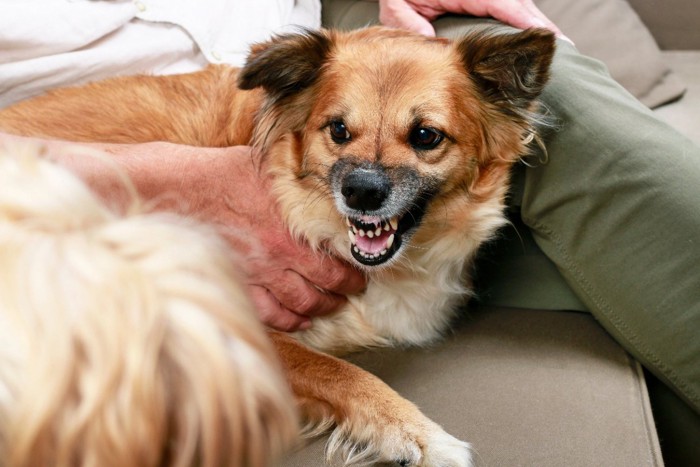 怯えて威嚇する犬