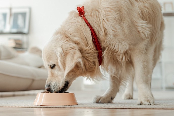 食器からフードを食べる犬