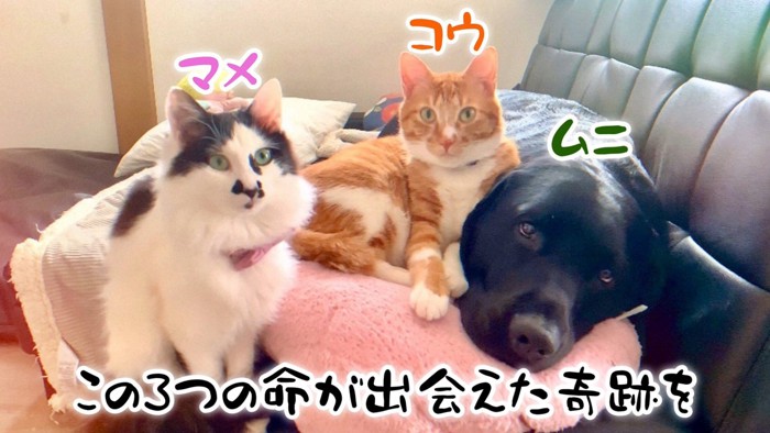 ムニくんと猫たちの尊い関係⑩