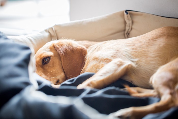 ベッドで体調が悪そうに寝そべる犬