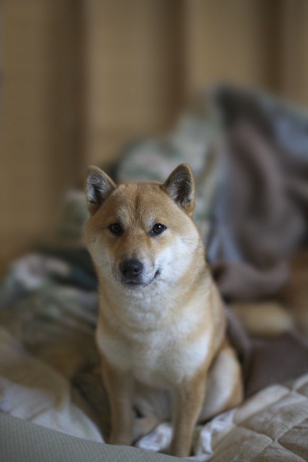 布団の上から見つめる柴犬